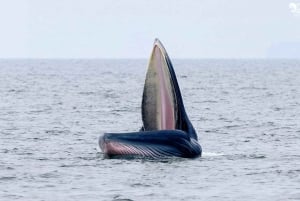 Bangkok: Valskådningsupplevelse med frukost och lunch