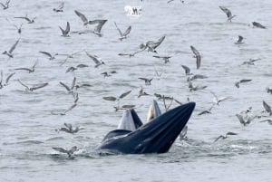 Bangkok: Valskådningsupplevelse med frukost och lunch