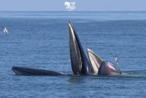 Bangkok: Obserwacja wielorybów ze śniadaniem i lunchem