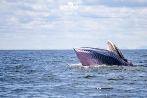 Bangkok: Obserwacja wielorybów ze śniadaniem i lunchem