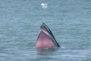 Bangkok: Obserwacja wielorybów ze śniadaniem i lunchem