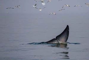 Bangkok: Obserwacja wielorybów ze śniadaniem i lunchem