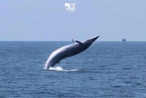 Bangkok: Obserwacja wielorybów ze śniadaniem i lunchem