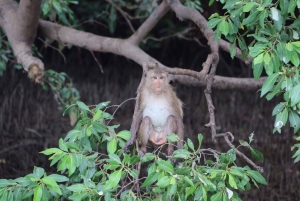 BKK :Meet monkey, mangrove forest, seafood& market -private