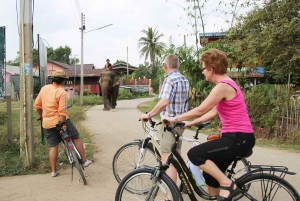 Colors of Ayutthaya: UNESCO Heritage 6 hour Bicycle Tour