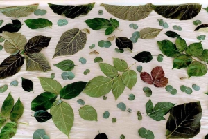 Inmersión cultural: Cocina tailandesa, cultivo de arroz, impresión ecológica