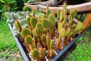 Inmersión cultural: Cocina tailandesa, cultivo de arroz, impresión ecológica