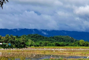 Inmersión cultural: Cocina tailandesa, cultivo de arroz, impresión ecológica