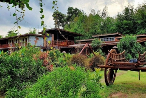 Inmersión cultural: Cocina tailandesa, cultivo de arroz, impresión ecológica