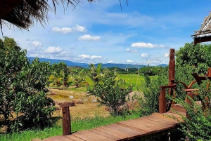 Inmersión cultural: Cocina tailandesa, cultivo de arroz, impresión ecológica