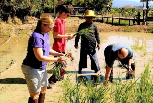 Inmersión cultural: Cocina tailandesa, cultivo de arroz, impresión ecológica