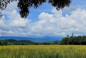 Inmersión cultural: Cocina tailandesa, cultivo de arroz, impresión ecológica