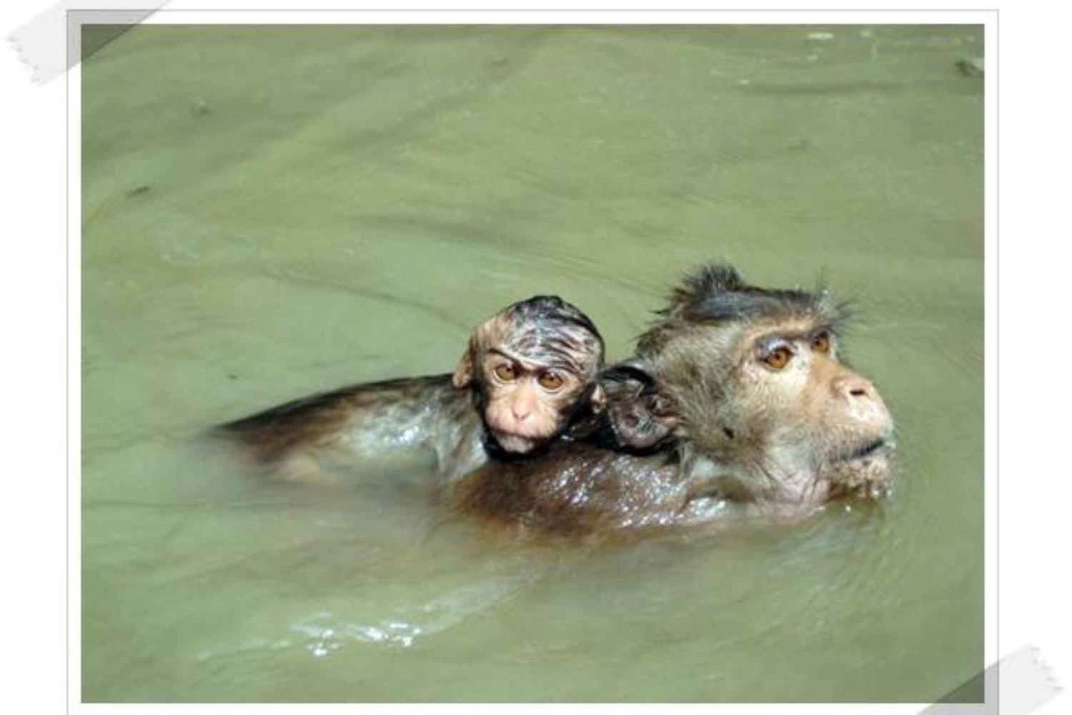 ダムヌン＆マエクロン：タイの象徴的な市場体験