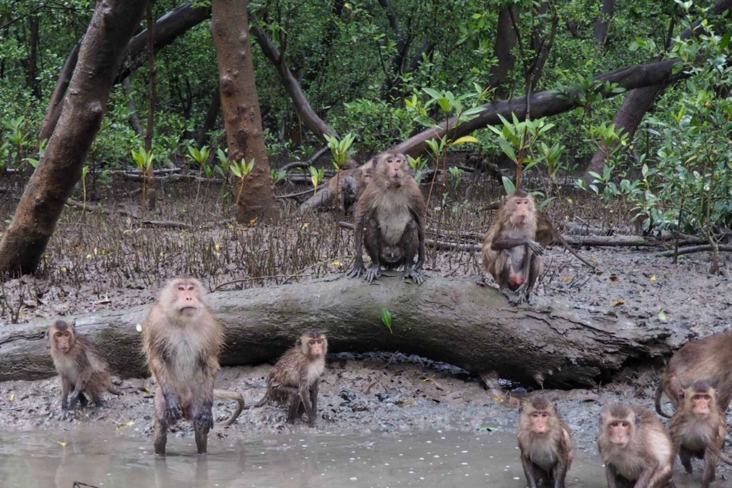 ダムヌン＆マエクロン：タイの象徴的な市場体験