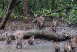 ダムヌン＆マエクロン：タイの象徴的な市場体験
