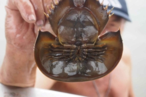 ダムヌン＆マエクロン：タイの象徴的な市場体験