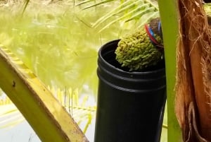 Entdecke das Kokosnuss-Paradies: Authentische Tagestour nach Samut Sakhon