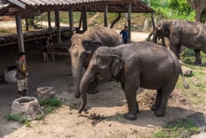 De Bangkok: Santuário de elefantes e excursão a Kanchanaburi