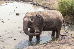 Fra Elefantreservat og Kanchanaburi-utflukt