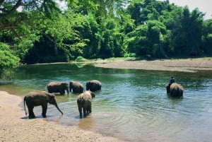 Elephant Sanctuary and Kanchanaburi Tour