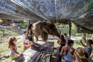 De Santuário de elefantes e excursão a Kanchanaburi