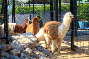 Z Bangkoku: 8-, 10- lub 12-godzinny prywatny czarter w Ayutthaya