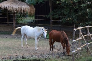 Från Bangkok: Don Wai-marknaden, Wat Samphran och Lotus Café-tur