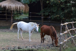 Vanuit Bangkok: Don Wai-markt, Wat Samphran & Lotus Café-tour