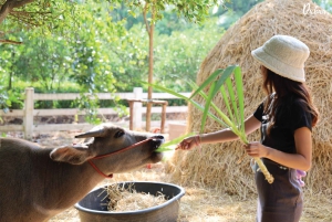 Vanuit Bangkok: Don Wai-markt, Wat Samphran & Lotus Café-tour