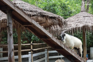 Vanuit Bangkok: Don Wai-markt, Wat Samphran & Lotus Café-tour