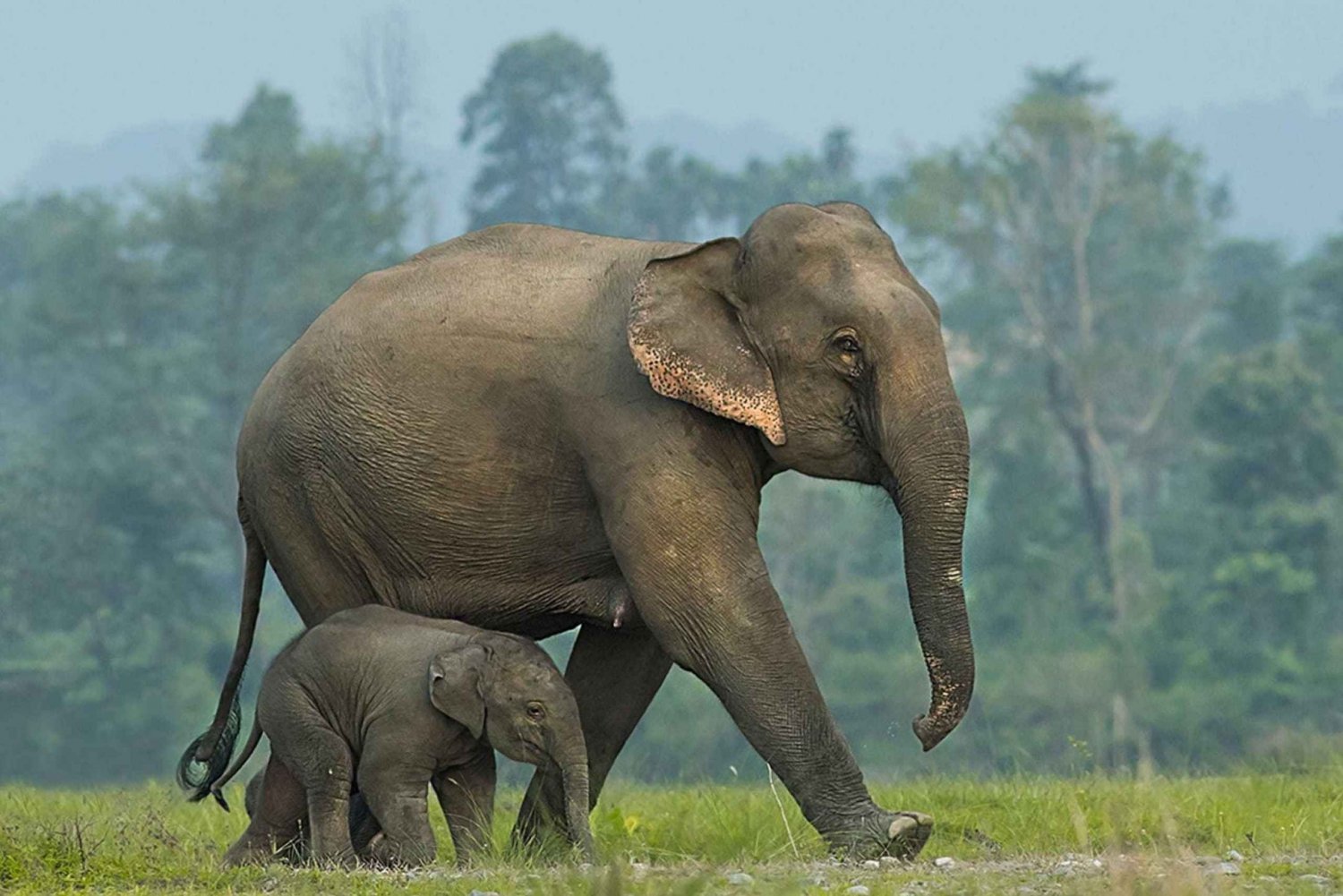 Fra Bangkok: ElephantsWorld Kanchanaburi 2-dagers opplevelse