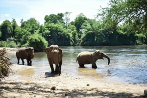 Från Bangkok: ElephantsWorld Kanchanaburi 2-dagars upplevelse