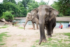 Fra Bangkok: ElefanterWorld Kanchanaburi 2-dages oplevelse