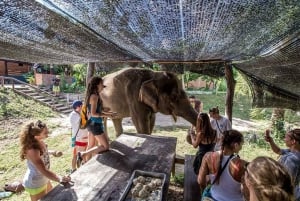 De Bangkok: experiência de 2 dias no ElephantsWorld Kanchanaburi