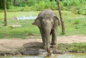 Desde Bangkok: Experiencia de 2 días ElephantsWorld Kanchanaburi