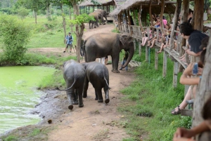 バンコク発：エレファンツワールド カンチャナブリ 2 日間体験