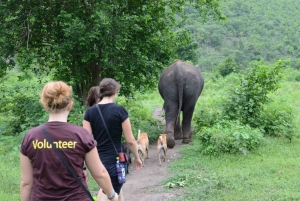 From Bangkok: ElephantsWorld Kanchanaburi 2-Day Experience