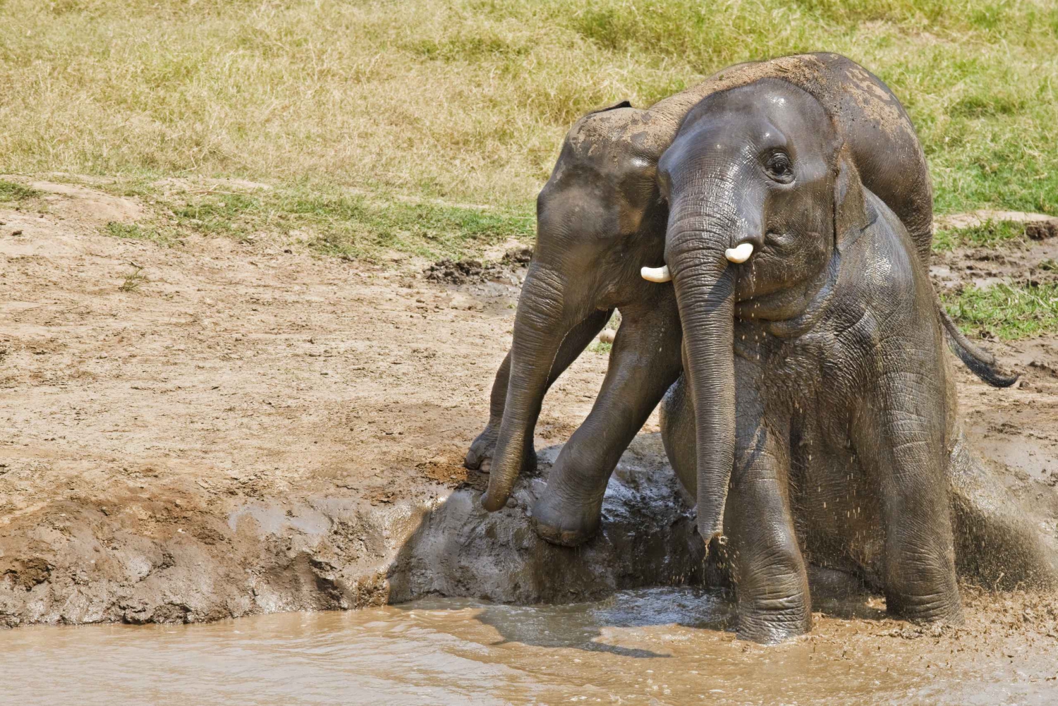 Vanuit Bangkok: Privétour Erawan Park & Olifanten voeren