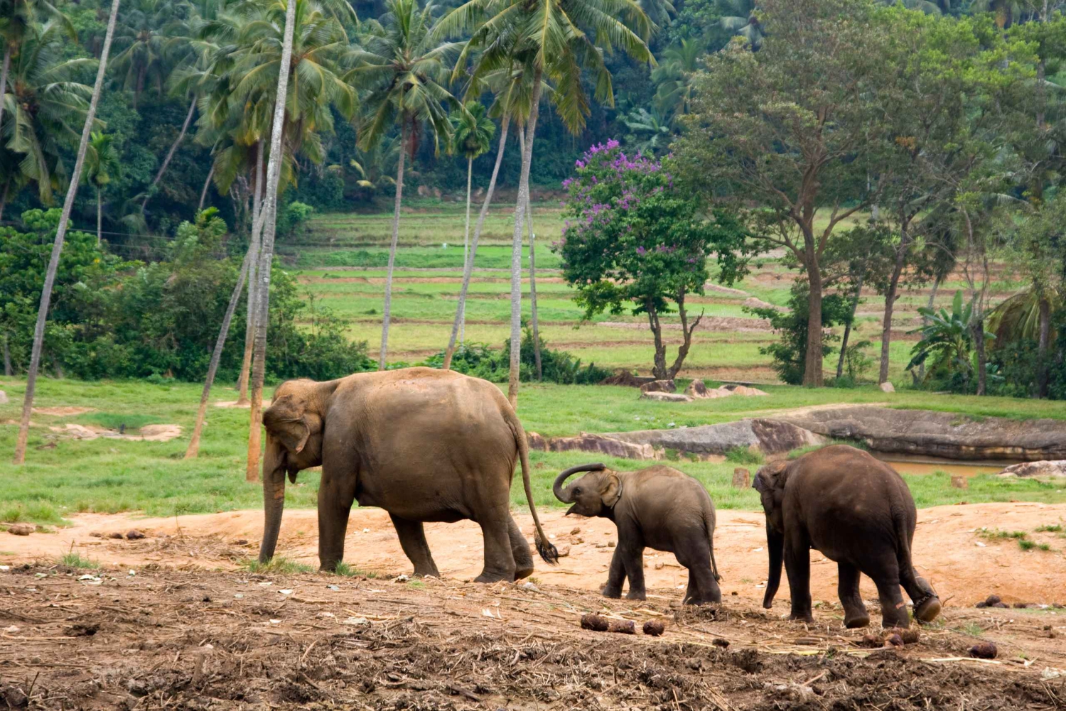 Vanuit Bangkok: Privétour Erawan Park & Olifanten voeren