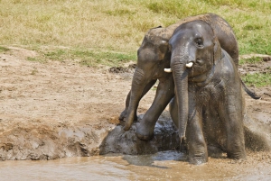 Vanuit Bangkok: Privétour Erawan Park & Olifanten voeren