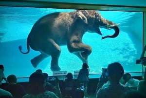 Bangkokista: Khao Kheow Open Zoo (Moodeng) yksityinen kuljetus