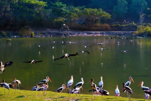 Bangkokista: Khao Kheow Open Zoo (Moodeng) yksityinen kuljetus