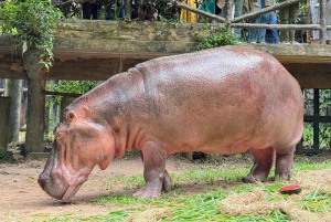 Bangkokista: Khao Kheow Open Zoo (Moodeng) yksityinen kuljetus