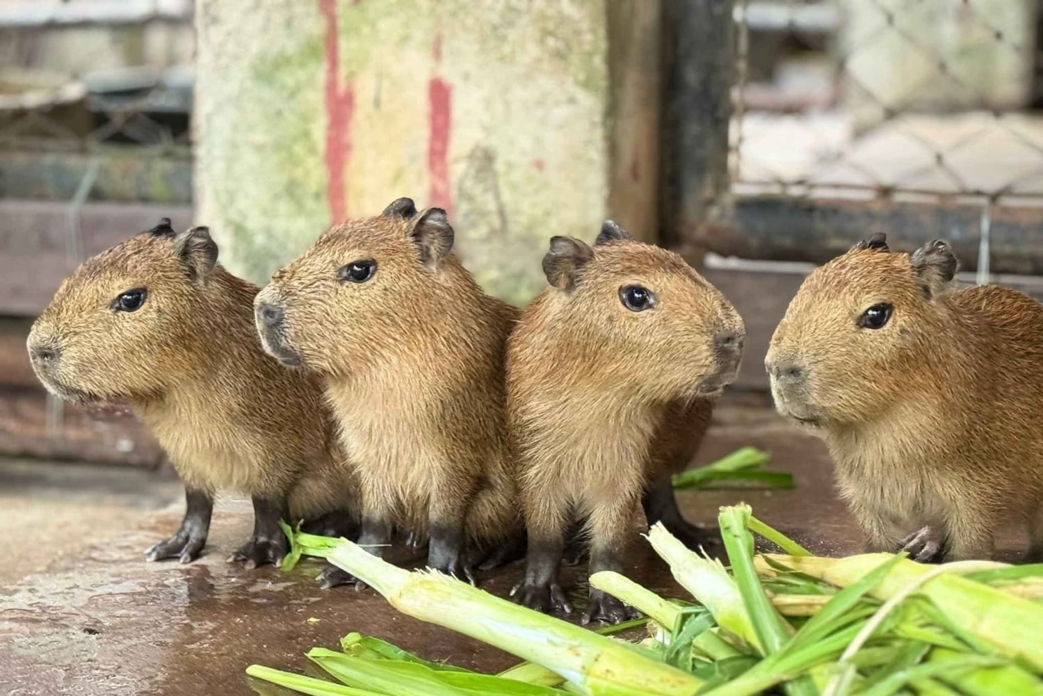 From Bangkok: Khao Kheow Open Zoo (Moodeng) Private Transfer