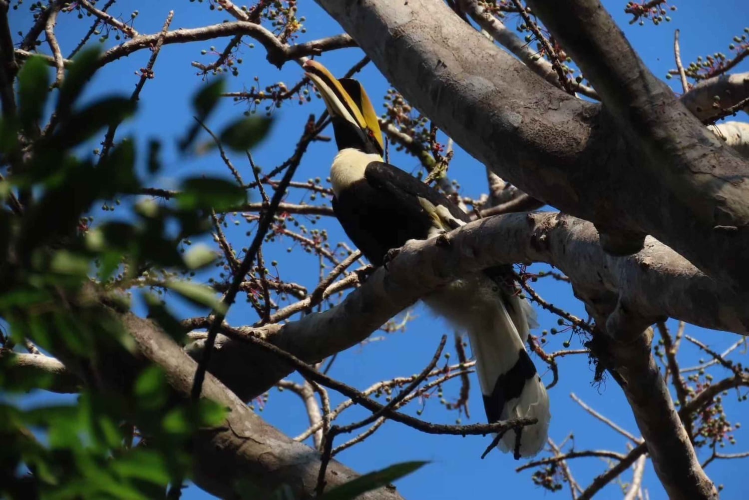 From Bangkok: Khao Kheow Open Zoo (Moodeng) Private Transfer