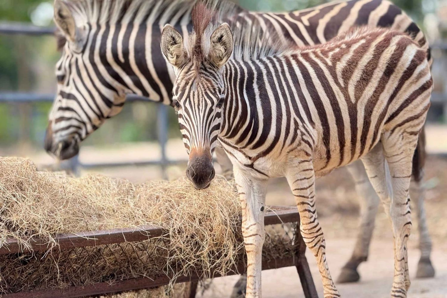 From Bangkok: Khao Kheow Open Zoo (Moodeng) Private Transfer