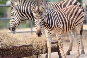 From Bangkok: Khao Kheow Open Zoo (Moodeng) Private Transfer