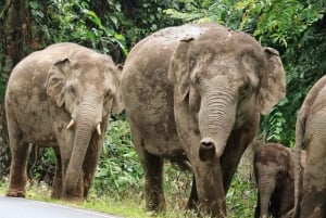 From Bangkok: Khao Yai National Park Day Trip
