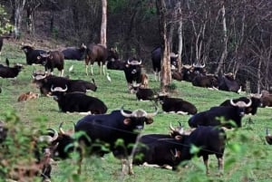 From Bangkok: Khao Yai National Park Day Trip