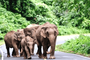 Из Бангкока: частный чартер на Кхао Яй с несколькими вариантами